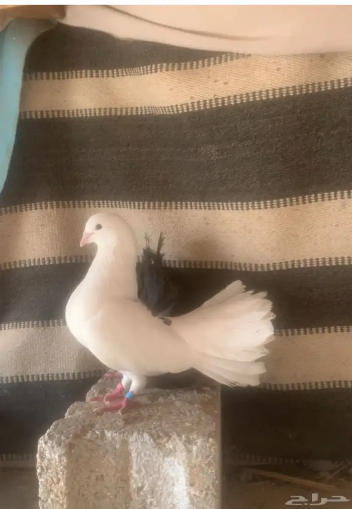 حمام زينه 0