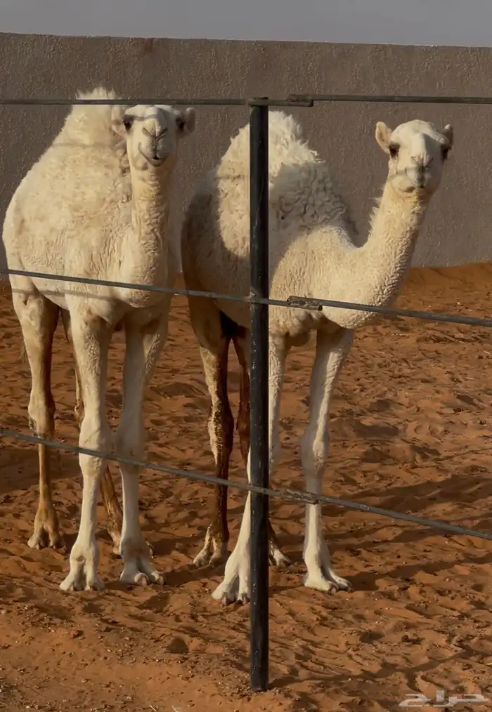 حشو للبيع 0