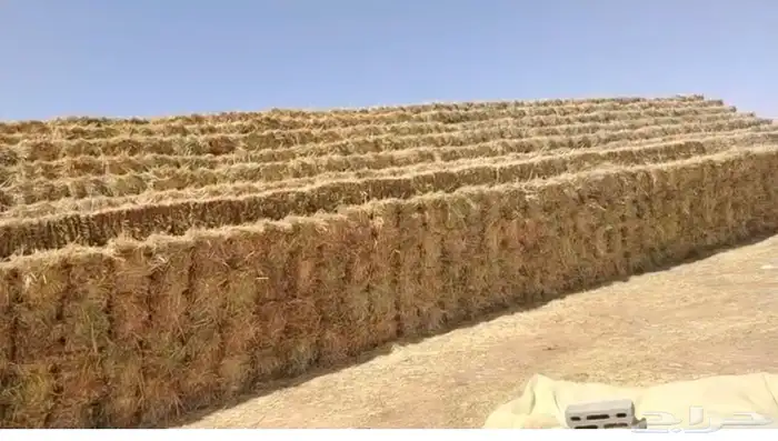 ذره حمراء جيزانيه طيبه مره الشد من 83 إلى 79 0
