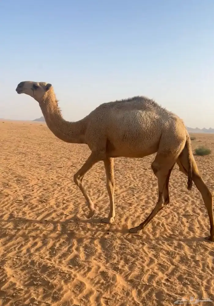 بكره مفروده للبيع 0