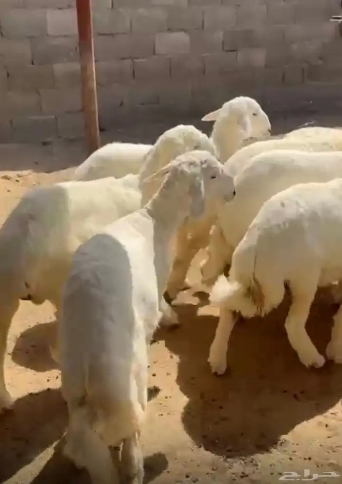 10 طليان كفو وبريه 0
