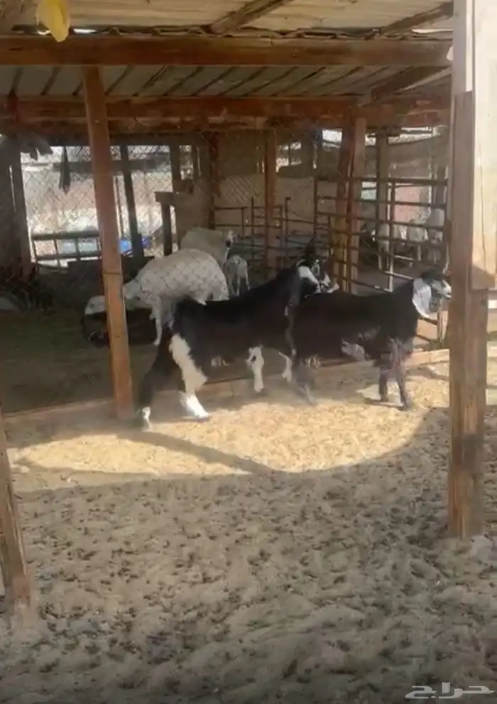 جفرتين 1