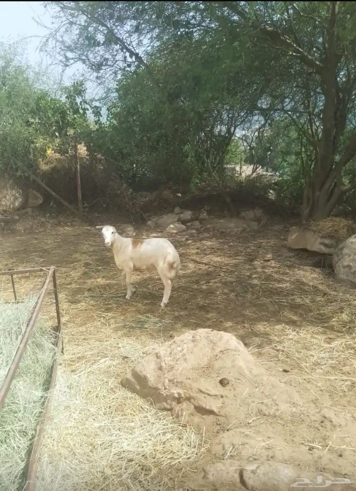 كبش للبيع 3