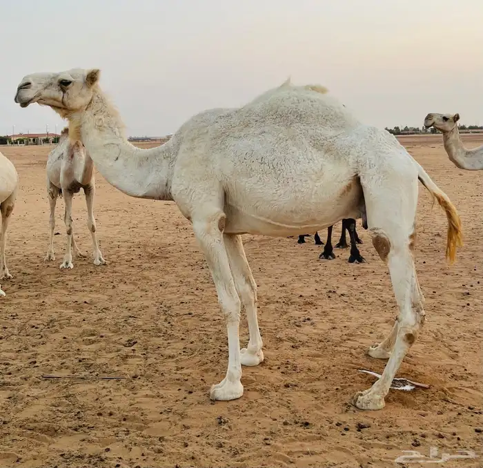 عشراء ومصعد للبيع 0