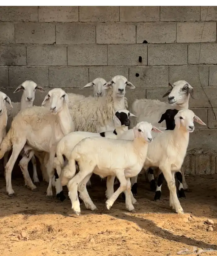 ثلوث المنظر 0