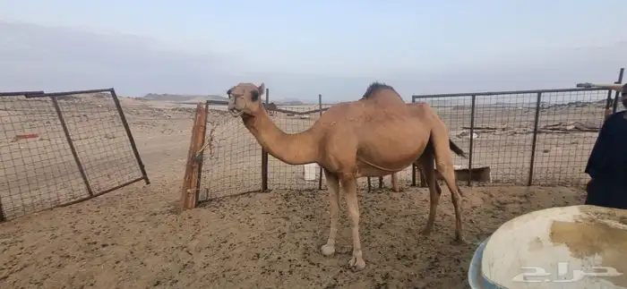 لقحه ملاقي ساحليه 0