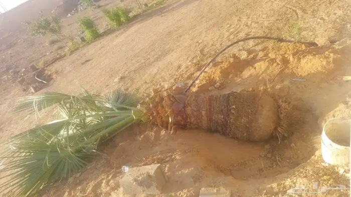 نخل امريكي واشنطنيا 0