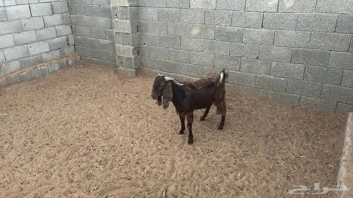 فحل قبرصي 1