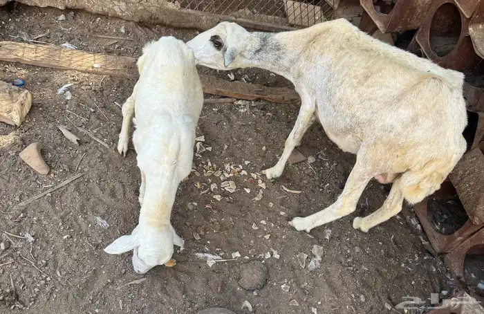 ضان العدد ثنتين 3