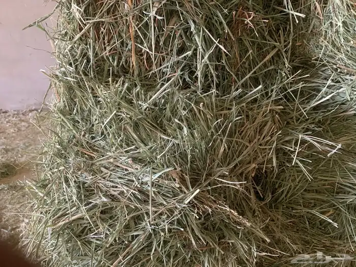 علف بلوبنك 3