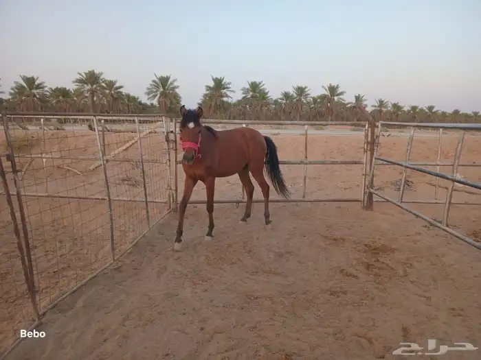 مهر شعبي العمر سنه وثمان شهور 0