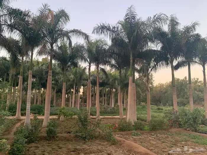 شجر زيون اشجار الزيتون 3