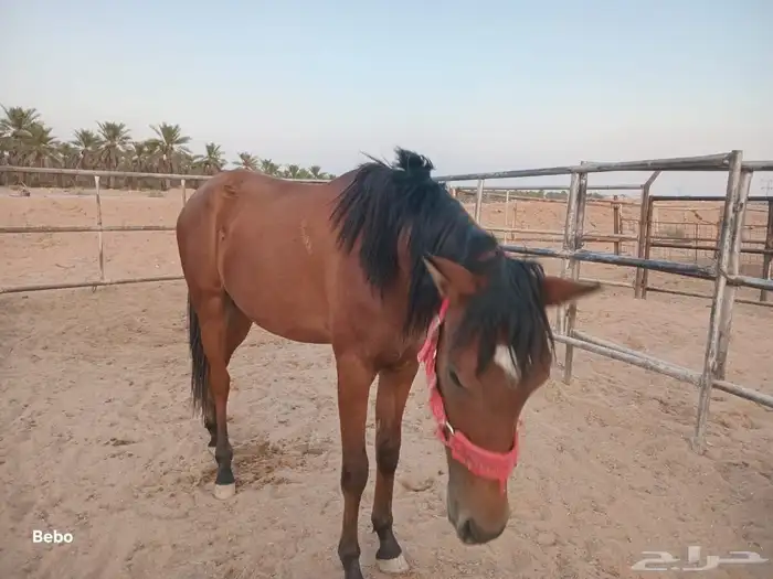 مهر شعبي العمر سنه وثمان شهور 1