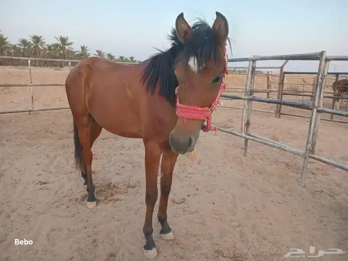 مهر شعبي العمر سنه وثمان شهور 4