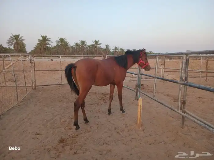 مهر شعبي العمر سنه وثمان شهور 3