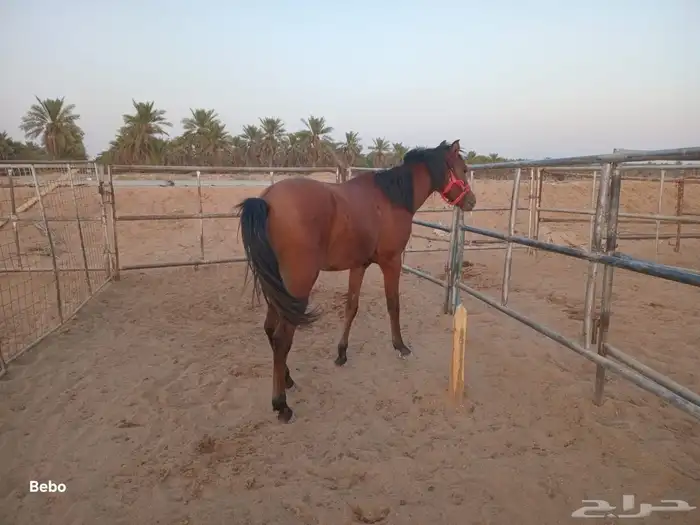 مهر شعبي العمر سنه وثمان شهور 2