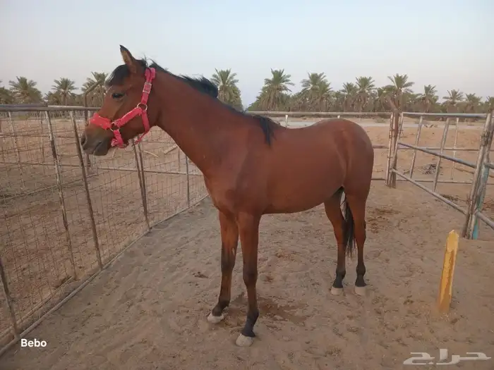 مهر شعبي العمر سنه وثمان شهور 6
