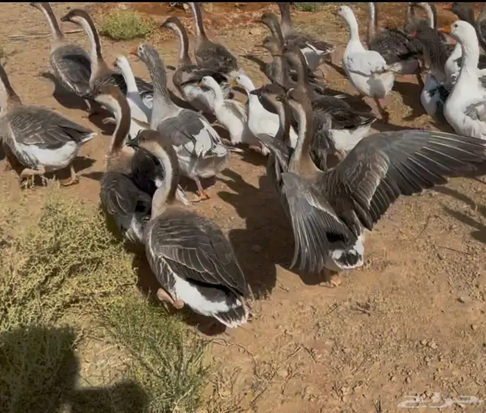 وز عراقي 2
