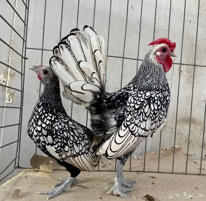 دجاج سبرايت جوز 0