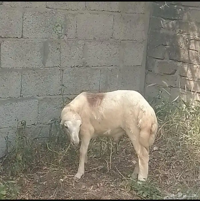 كبش للبيع 1