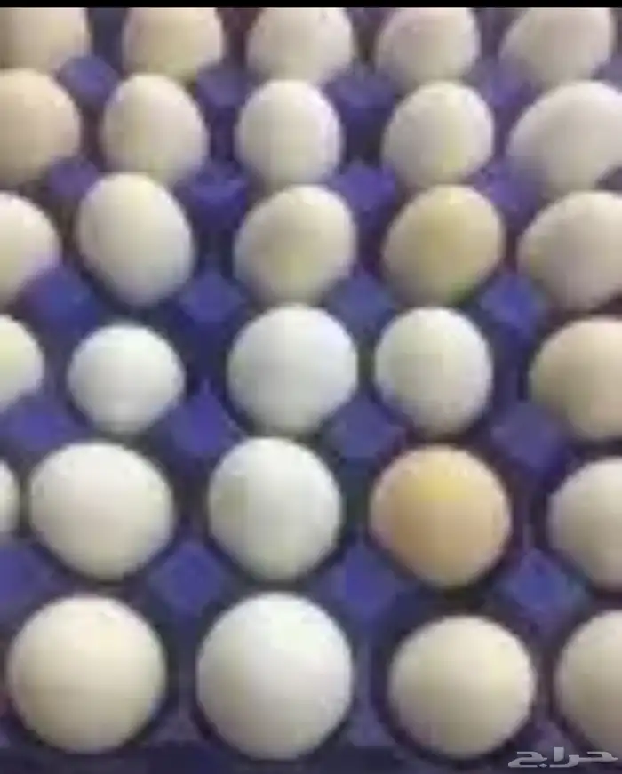 بيض بلدي 0