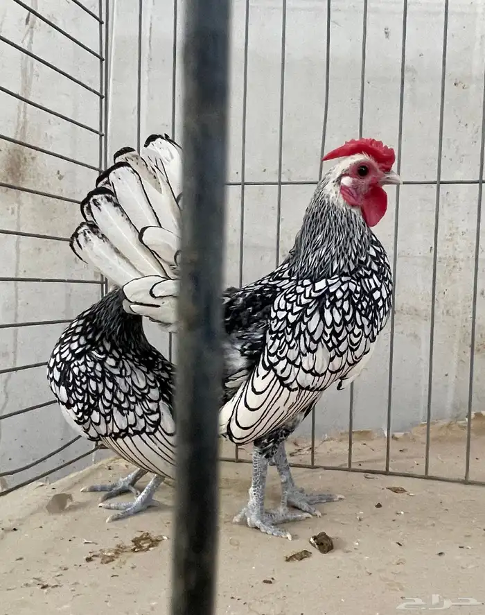 دجاج سبرايت جوز 1