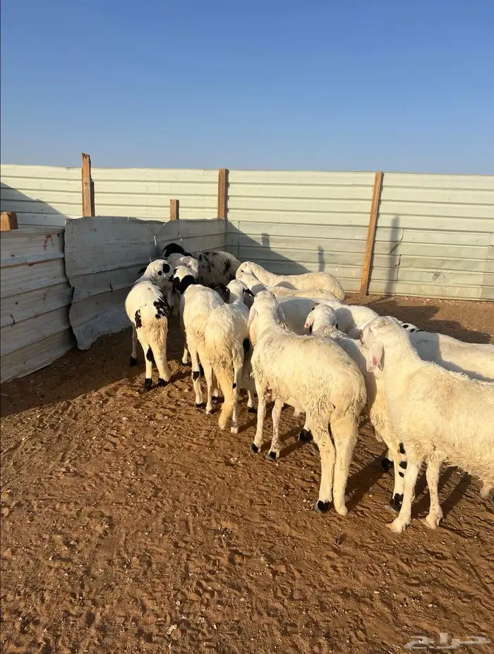 سواكن طليان جذع وجبر وشحم شررط 12