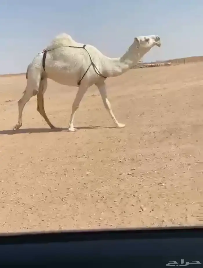 للبيع ضريبه بكر كفو 0