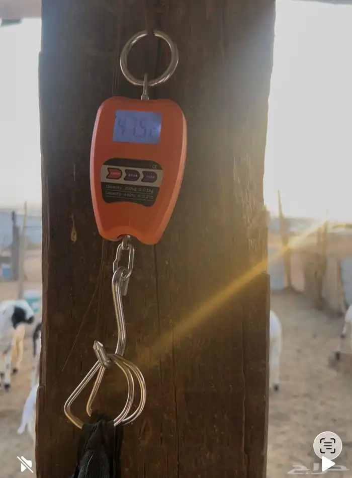 سواكن طليان جذع وجبر وشحم شررط 7