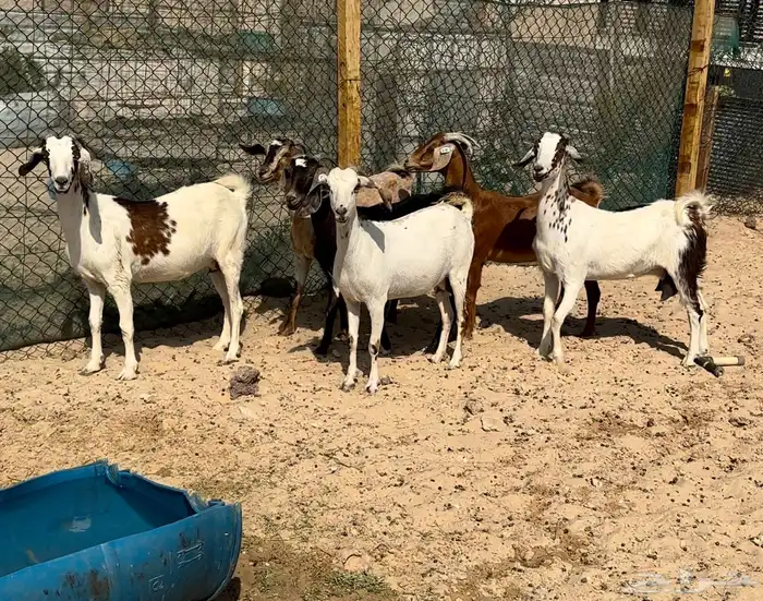معز دفيع طيبة 0
