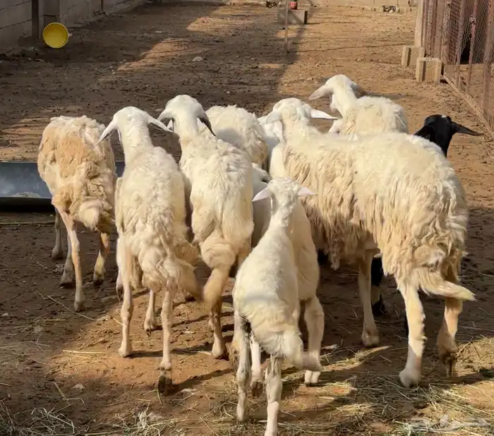 ثلوث المنظر 2