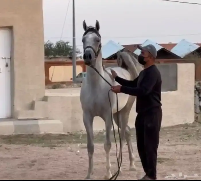 مهرة مكس جمال 0