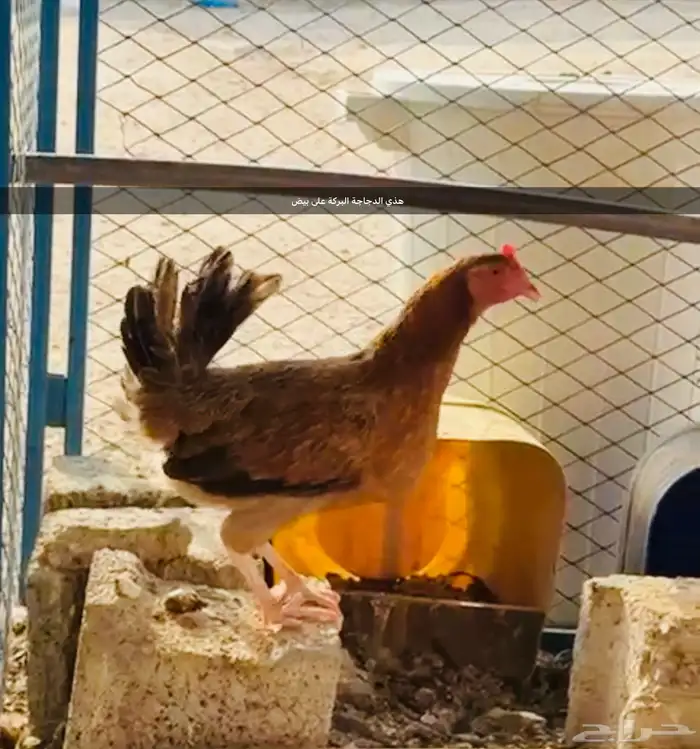 ديك وثلاثه دجاجات بلدي 2