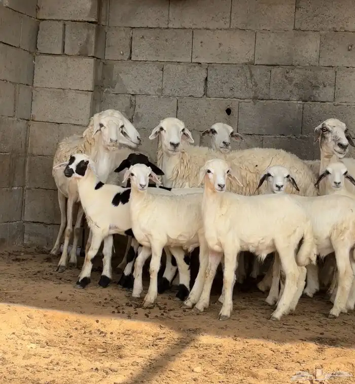 ثلوث المنظر 1