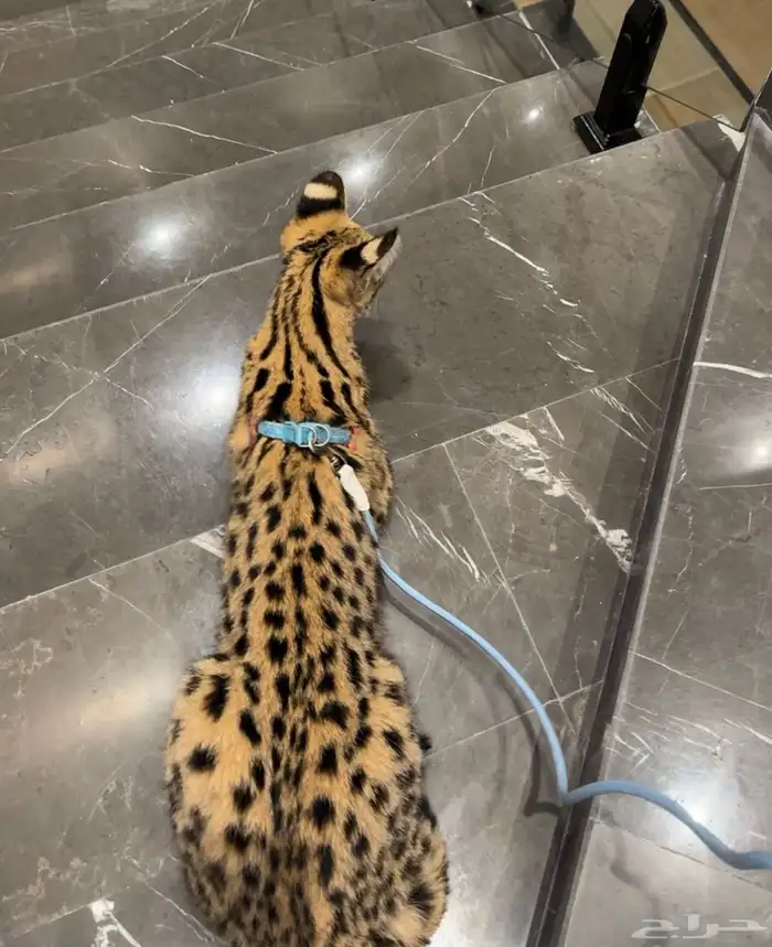 قط السيرفال 3