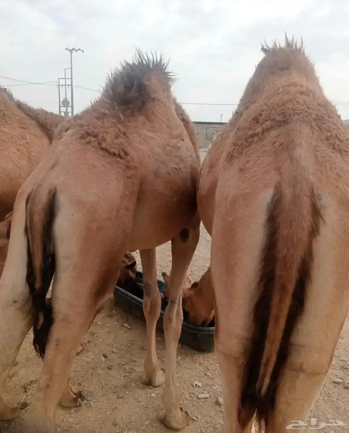 قعدان على الشرط نظافه اعمار سنتين سمان 0