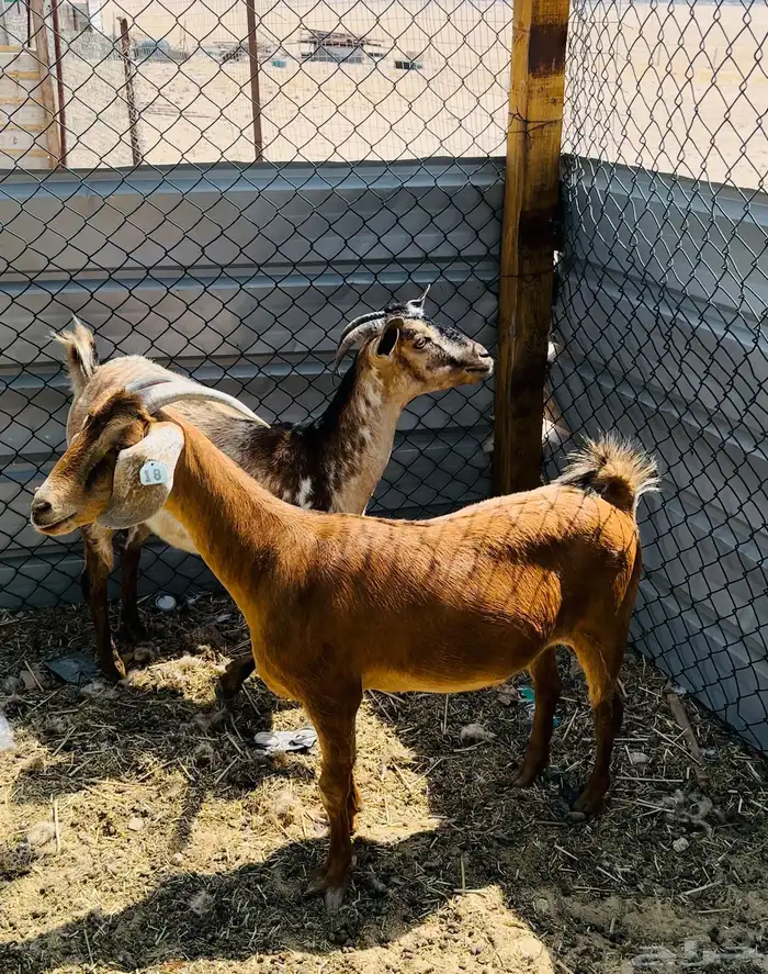 معز دفيع طيبة 1