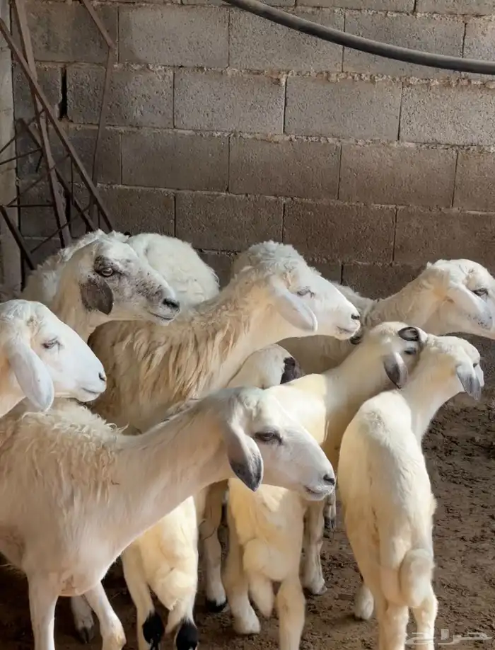 ثلوث المنظر 4