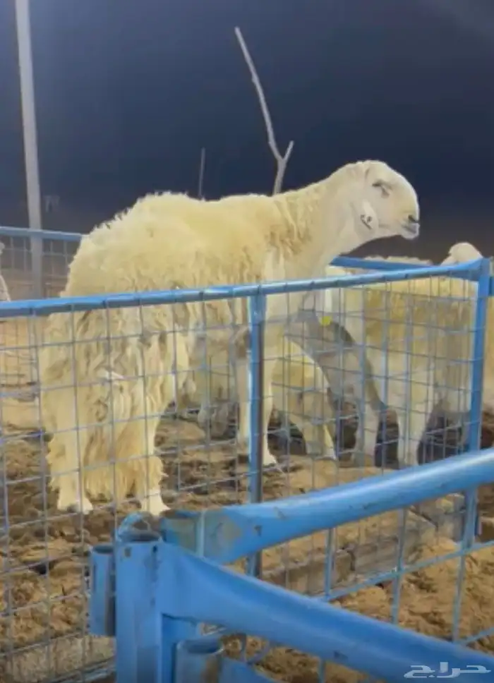 فحل حري فاخر مشروط 5