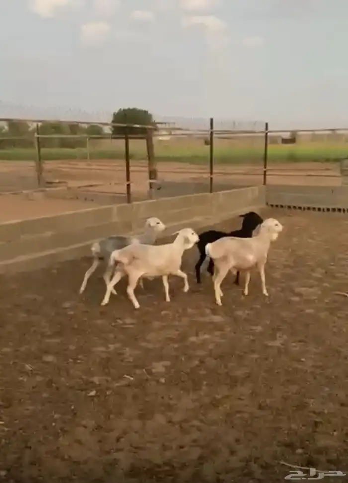 رخال برابر تم البييع 1