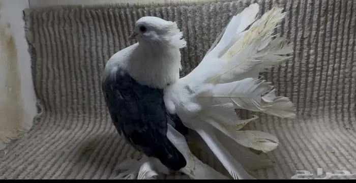 للبيع حمام شماسي 0