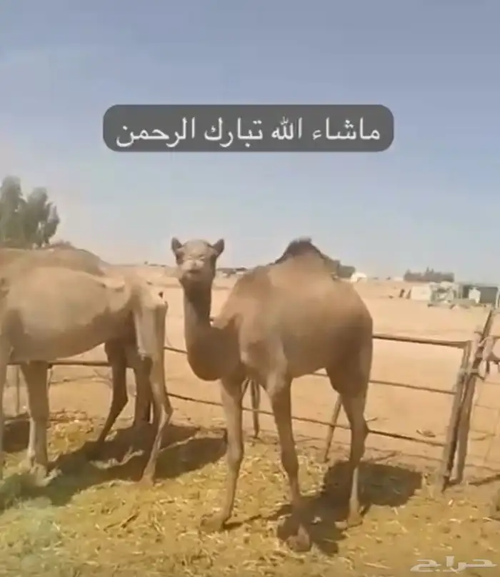 سلالة الجذاب 1