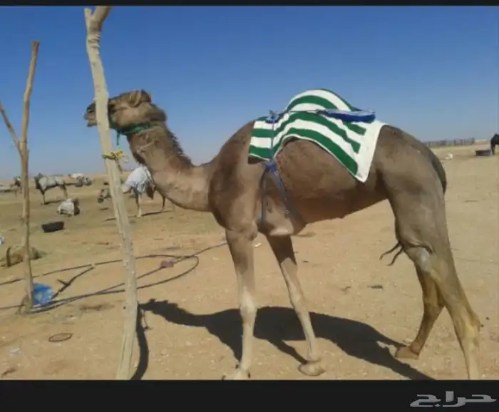 بنت الهاجس سابق بيدها 3