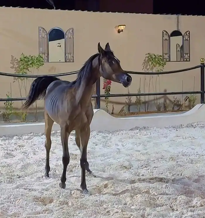 مهر واهو فاخر 1