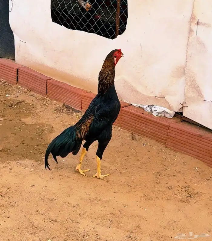 ديك شامو الالماني فاخر 0