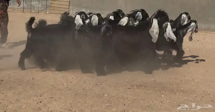 جذعات عوارض ربش طيبه 20 بالفحل فحلها معرف 8