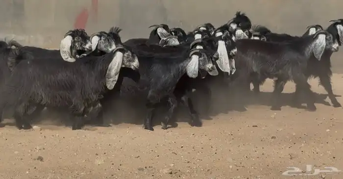 جذعات عوارض ربش طيبه 20 بالفحل فحلها معرف 2