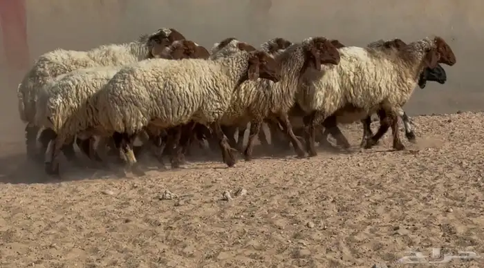 غنم نعيم دبس طيبه نصها دفيع العدد 15 بالفحل 1