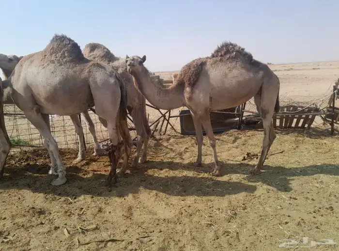 سلالة الجذاب 5