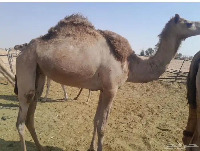 سلالة الجذاب 2